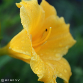 Hemerocallis ‘Mini Stella‘ - K9