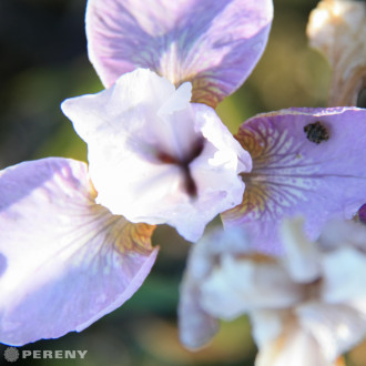 Iris sibirica ‘Dance Ballerina Dance‘ - K9