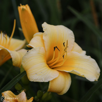 Hemerocallis ‘Every Daylily Gold®‘ - K11