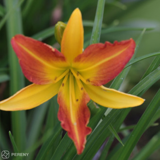 Hemerocallis ‘Every Daylily Punch Yellow®‘ - K11