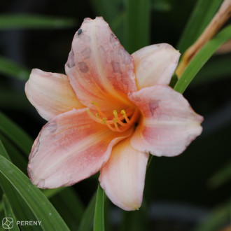 Hemerocallis ‘Every Daylily Pink Wing®‘ - K11