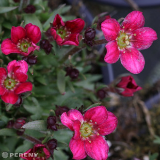 Saxifraga x arendsii ‘Alpino Early Carnival‘ - K2l