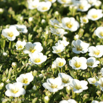 Saxifraga x arendsii ‘Touran Large White‘ - C13
