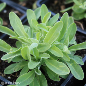 Alyssum saxatile ‘Summit‘ (Aurinia)- C13