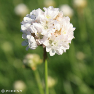 Armeria maritima ‘Armada White‘ - C13