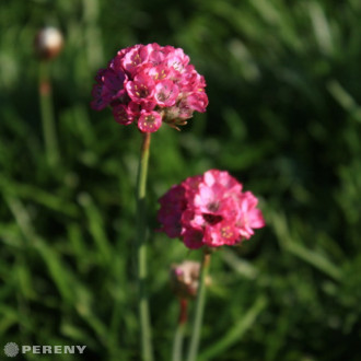 Armeria maritima ‘Armada Rose‘ - C13