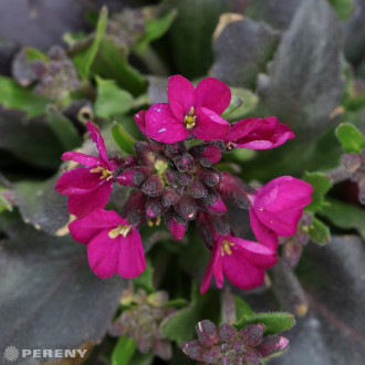 Arabis blepharophylla ‘Rose Delight‘ - C13