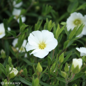 Arenaria montana ‘Blizzard‘® - C13