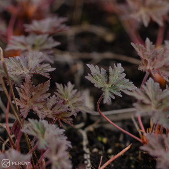Geranium himalayense ‘Kaya‘ ® - K11