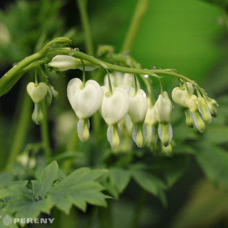 Dicentra spectabilis ‘Alba‘ (Lamprocapnos) - K2l