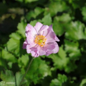 Anemone japonica ‘Königin Charlotte‘ - K11