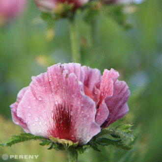 Papaver orientale ‘Bolero‘® - K11