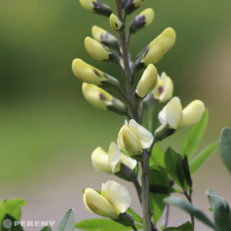 Baptisia Decadence® ‘Vanilla Cream‘ - K2l