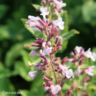 Nepeta grandiflora ‘Dawn to Dask‘- K9