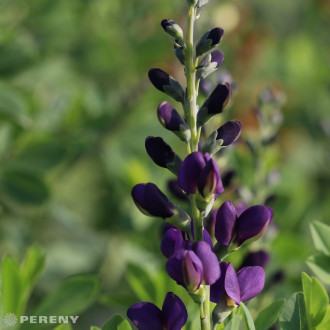 Baptisia ‘Sparkling Sapphires‘ - K2l