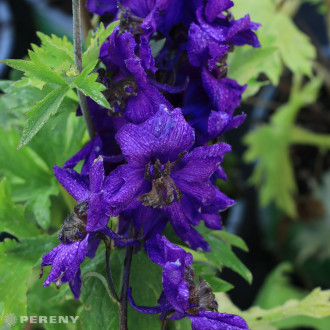 Delphinium Excalibur ‘Dark Blue/Black Bee‘ - K9
