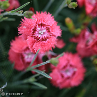 Dianthus plumarius ‘Dixie® Deep Rose‘ - K9