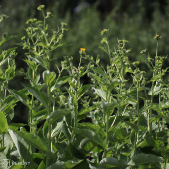 Inula helenium - K9