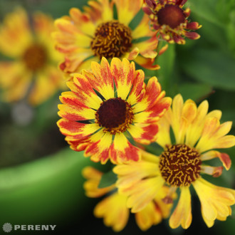 Helenium Mariachi™ ‘Fuego‘‘ - K11