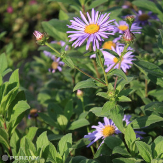 Aster frikartii (x) ‘Wunder von Stäfa‘ - K9