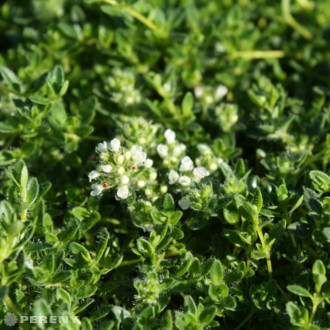 Thymus praecox ‘Wirral White‘ - K9
