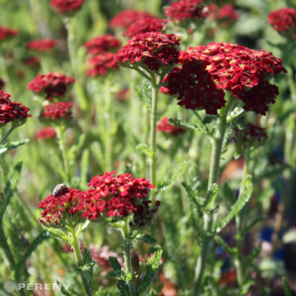 Achillea mill. ‘Desert Eve Red‘ - K9