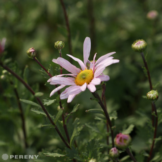 Dendranthema(Arctanthemum) arcticum ‘Roseum‘ - K9