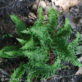 Dryopteris affinis ‘Crispa Congesta‘- K9