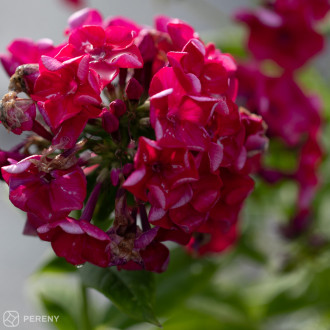 Phlox ‘Flame® Red‘ - K11