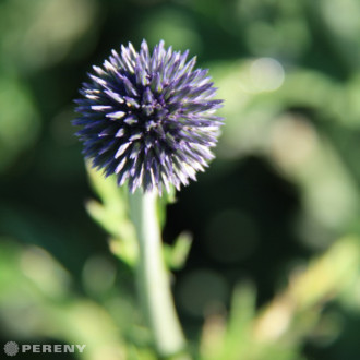 Echinops ritro ‘Veitch‘s Blue‘ - K11