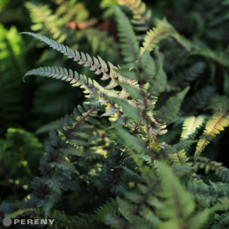Athyrium nipponicum ‘Burgundy Lace‘® - K9