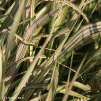 Phalaris arundinacea ‘Feeseys Form‘ - K9