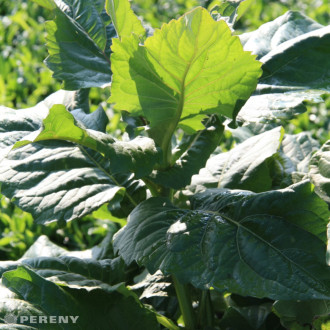 Silphium perfoliatum - K11