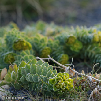 Euphorbia myrsinites - K9