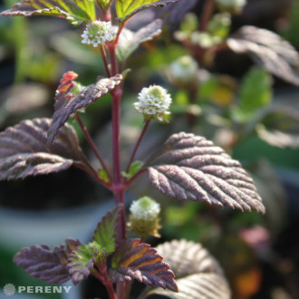 Lippia dulcis ‘Colada‘® - C12