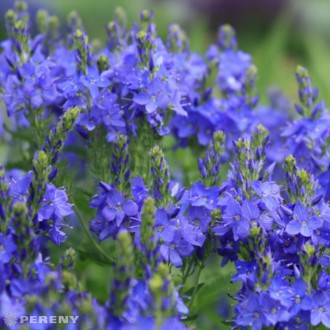 Veronica teucrium (austriaca) ‘Royal Blue‘(Königsblau) - K9