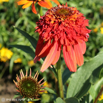 Echinacea ‘Hot Papaya‘® - K2l