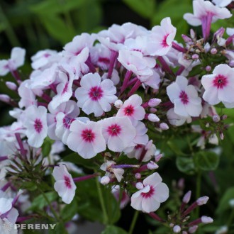 Phlox paniculata ‘Adessa Pink Star‘ ® - K9