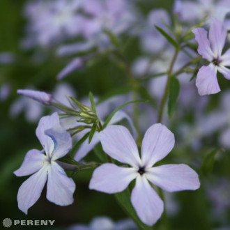Phlox divaricata ‘Clouds of Perfume‘ - K9