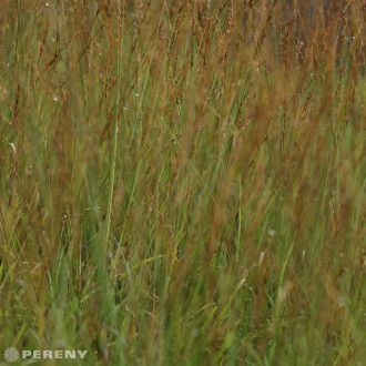 Molinia caerulea ‘Paul Peterson‘ - K9