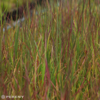 Molinia caerulea ‘Rotschopf‘ - K9