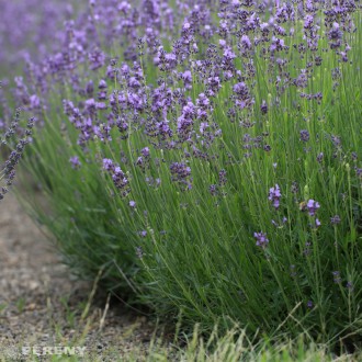Lavandula angustifolia ‘Dwarf Blue‘- K9