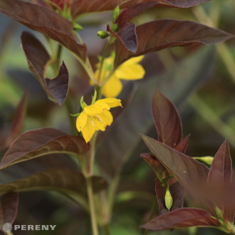 Lysimachia ciliata ‘Firecracker‘ - K9