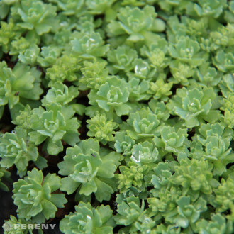 Sedum pachyclados - K9