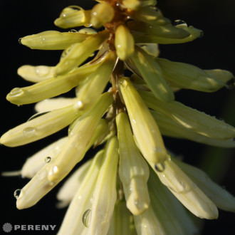 Kniphofia ‘Ice Queen‘ - K2l