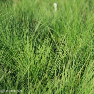 Festuca amethystima - K9