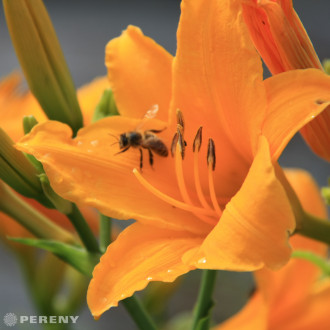 Hemerocallis ‘Aten‘- K11