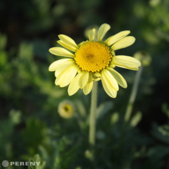 Anthemis tinctoria ‘E.C.Buxton‘ - K9