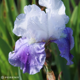 Iris barbata - elatior ‘Fren Witch‘ - K11