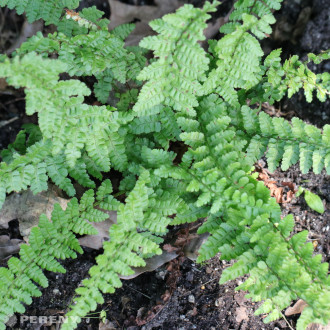 Dryopteris affinis ‘Pinderi‘- K9